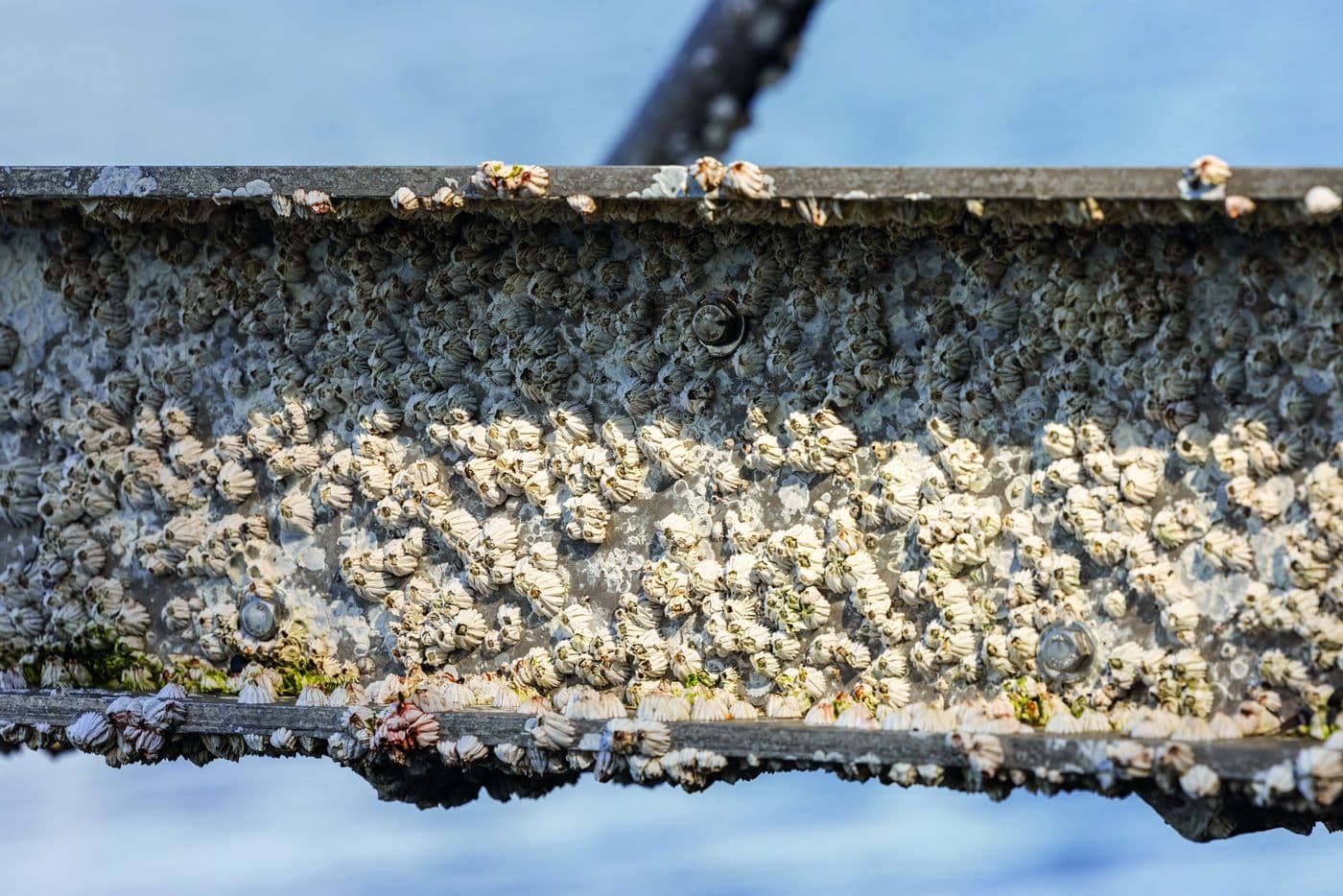 GreenBioClean Barnacle Remover
